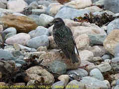 47 - Bello - Beautiful bird